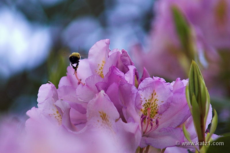 NJ Botanical Gardens 8